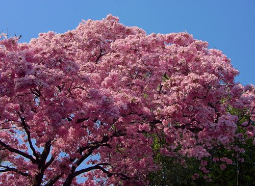 Árbol rosa - Pink tree