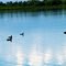 Patos en la Laguna de Tuxpan - por Eduardosco