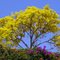 Yellow tree (common name: Guayacán)